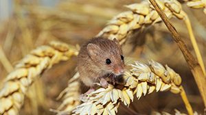 ảnh thuốc diệt chuột