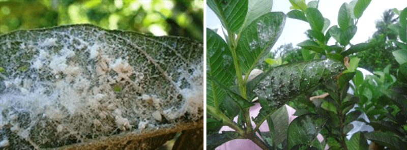 phòng trừ rầy phấn trắng