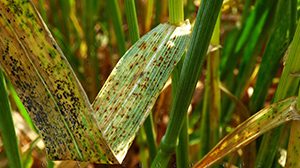 ảnh thuốc trừ bệnh