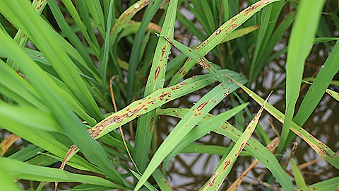 bệnh đạo ôn hại lúa